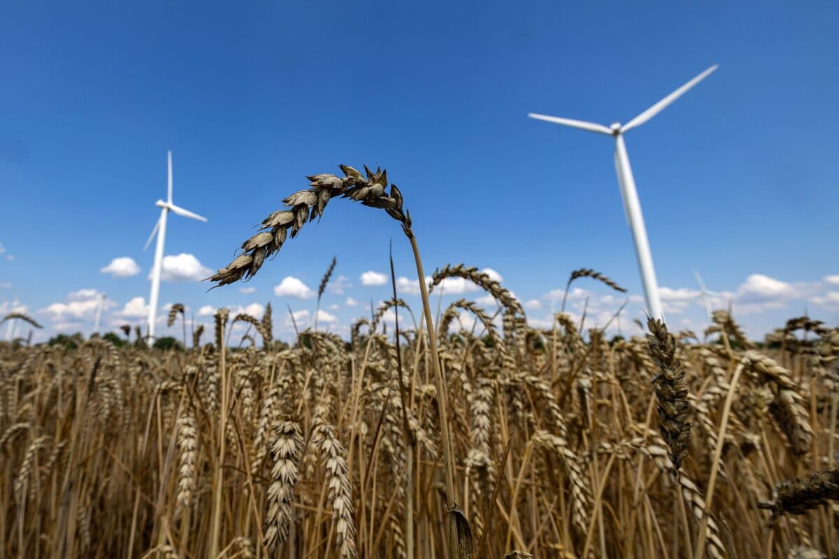 Wheat Rallies on Black Sea Tensions, Corn Reaches 2-Month Peak