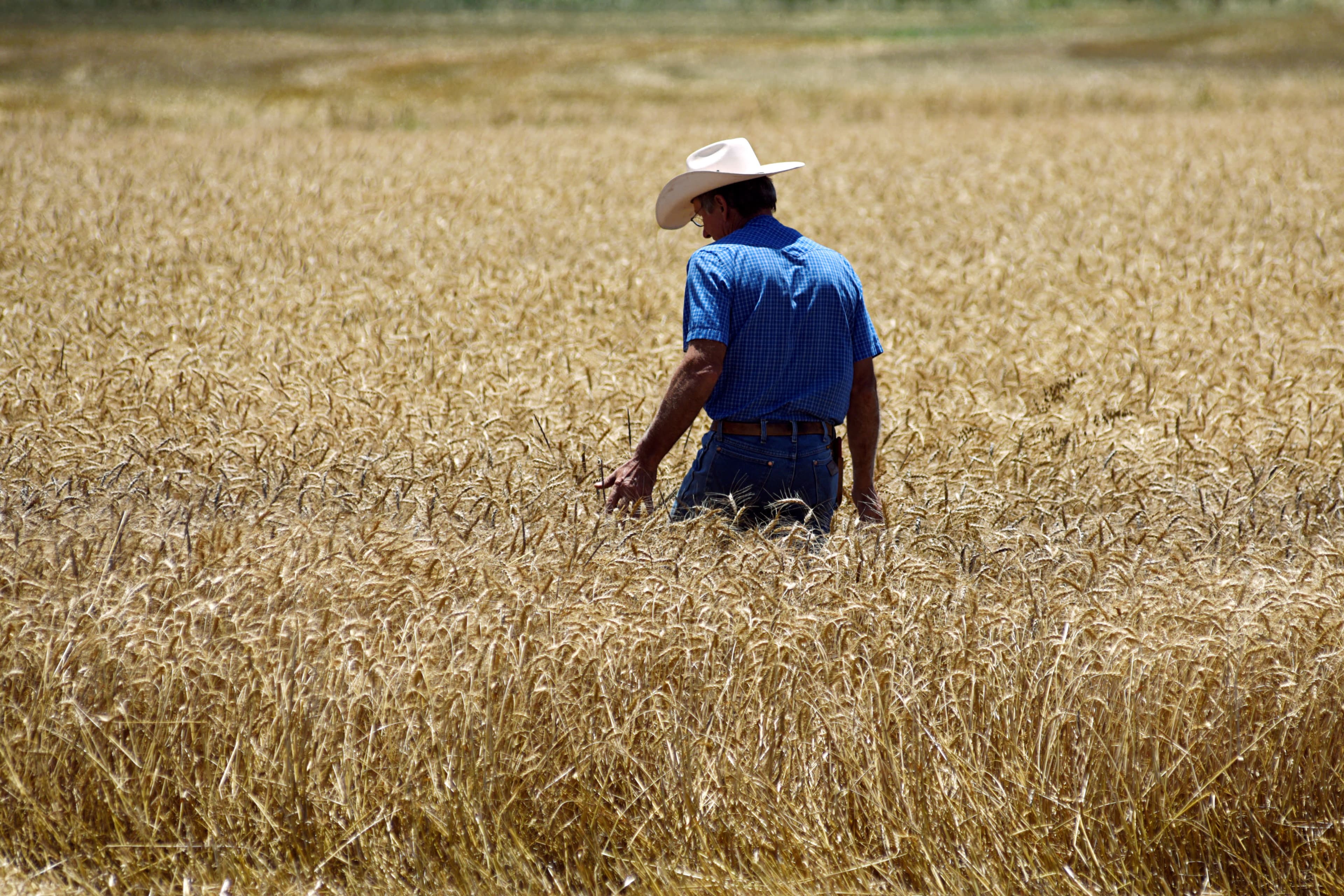 Climate Volatility Poses Underestimated Risk to Commodity Markets